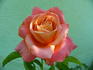 Maria McGredy rose photo