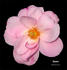 Encore rose photo