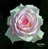 Gracie Allen rose photo