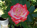 Impératrice Farah rose photo