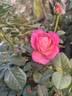 Constance rose photo