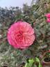 Constance rose photo