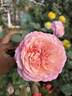 Constance rose photo