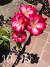 Why Not rose photo