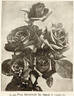 Frau Geheimrat Dr. Staub rose photo
