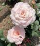 Jordan Rose rose photo