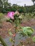 Reine des Violettes rose photo
