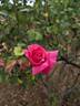 Beauté Inconstante rose photo