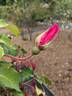 Beauté Inconstante rose photo