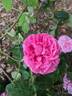 Panachée de Lyon rose photo