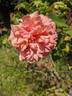 Isabelle Nabonnand rose photo