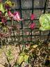 Professeur Ganiviat rose photo