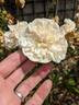 Souvenir du rosiériste Rambaux rose photo