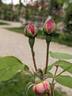 Comtesse de Rocquigny rose photo