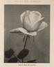 Princesse Marie Mertchersky rose photo