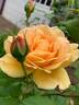 Graham Thomas rose photo