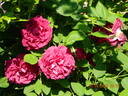 Alfred Colomb rose photo
