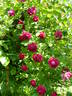 Alfred Colomb rose photo