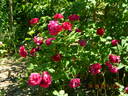 Alfred Colomb rose photo