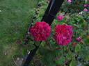 Aristobule rose photo