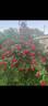 Quadra rose photo
