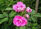 Appoline Clocheau rose photo