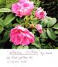 Appoline Clocheau rose photo