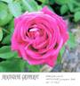 Armandine Gripperay rose photo