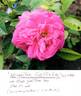 Armandine Gripperay rose photo