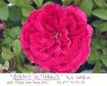 Arnault de Mareuil rose photo