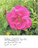 Arthur Farwell rose photo