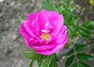 Arthur Farwell rose photo