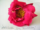 Antoinette des Houlières rose photo