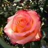 Lovely Hearts ® rose photo