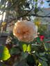 Madame Bravy rose photo