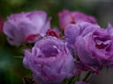 Blue Moments rose photo