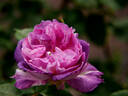 Blue Moments rose photo