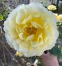 White Licorice™ rose photo