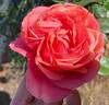 English Coral rose photo