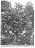 Madame Hector Leuillot rose photo