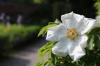<i>Rosa</i> X <i>micrugosa</i> 'Alba' rose photo
