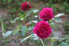 Bourbon Robusta rose photo