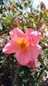 Rod Beechey rose photo