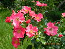 Stadt Rom rose photo