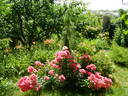 Stadt Rom rose photo
