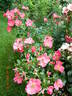 Stadt Rom rose photo
