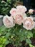 Dylan Rose rose photo