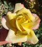 French Perfume rose photo