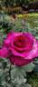 Macho Man rose photo