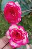 MORrousel rose photo